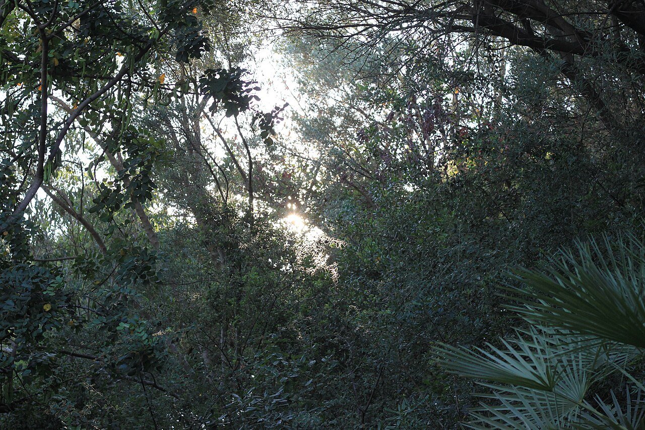 Originalmotiv: Sonnenlicht fällt durch einen dicht bewachsenen Wald, hier im ursprünglichen Bildausschnitt.